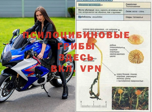 индика Сосновоборск